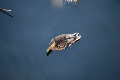 Duck Stock Photos