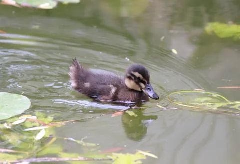 Duck 스톡 사진