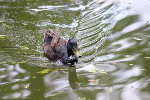 Duck Stock Photos