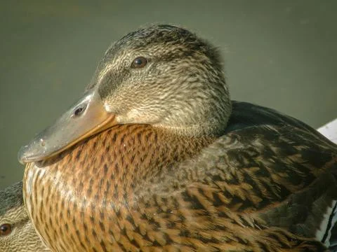Duck Stock Photos