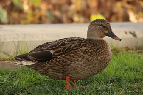 Duck Foto stock