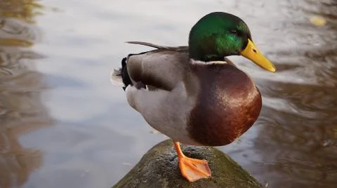 Duck Stock Photos