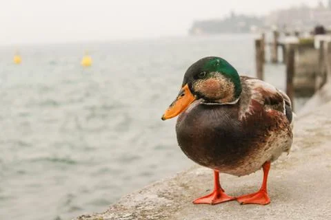 Duck Stock Photos