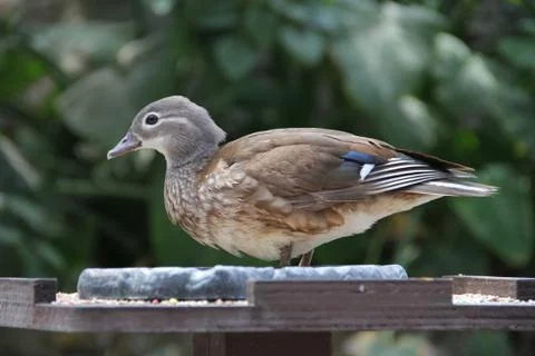 Duck Stock Photos