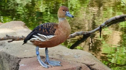 Duck. Stock Photos