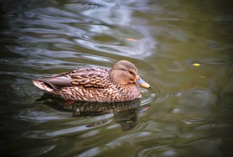 Duck. Stock Photos