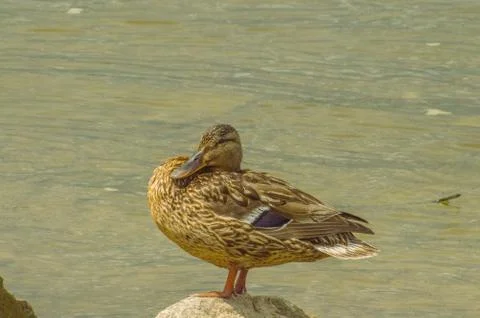 Duck Stock Photos