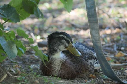 Duck 库存照片