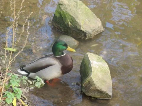 Duck Stock Photos