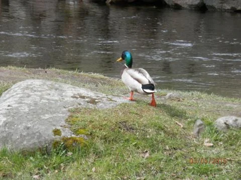 Duck 写真素材