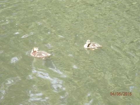 Duck 写真素材