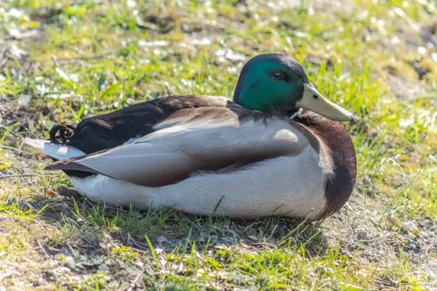Duck Stock Photos
