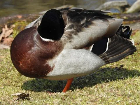 Duck Stock Photos