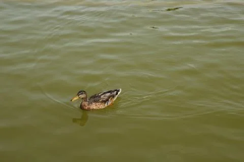 Duck Stock Photos