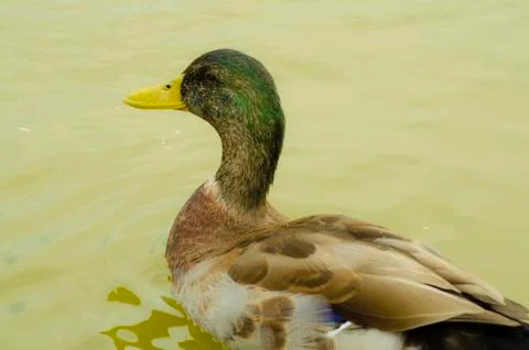 Duck Fotos de archivo