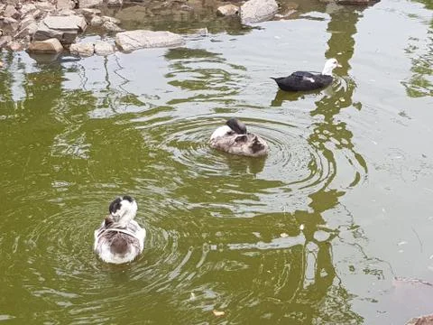 Duck 库存照片