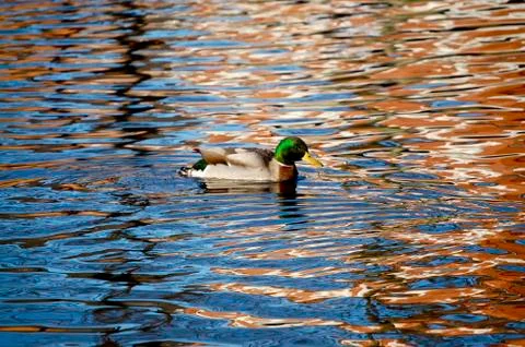 Duck Stock Photos