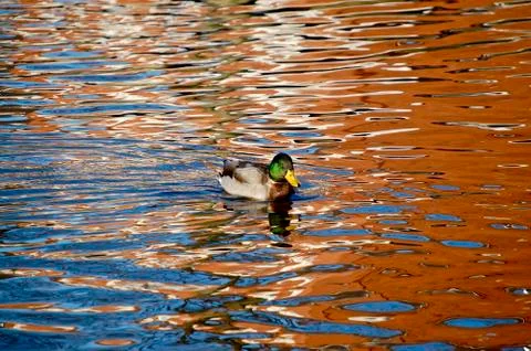 Duck Stock Photos