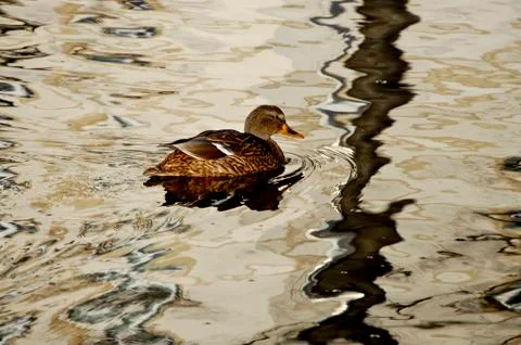 Duck Stock Photos