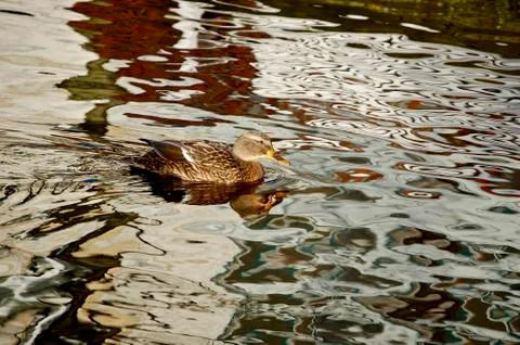 Duck Stock Photos