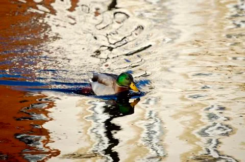 Duck Stock Photos