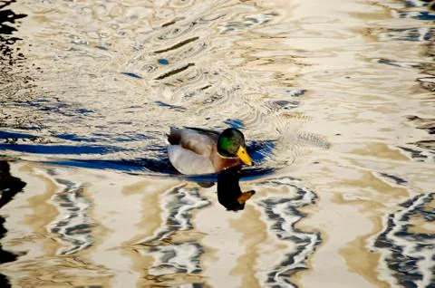Duck Stock Photos