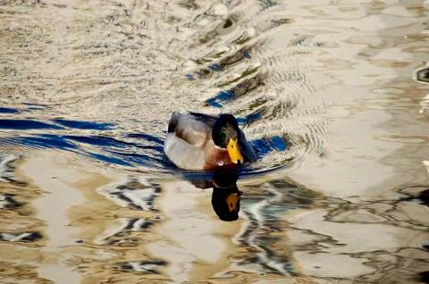 Duck Stock Photos
