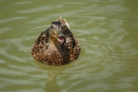 Duck Foto stock