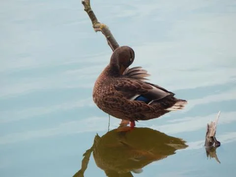 Duck Fotos de archivo