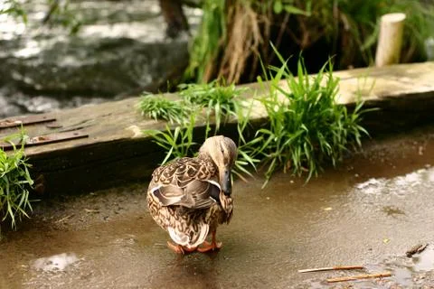 Duck Stock Photos