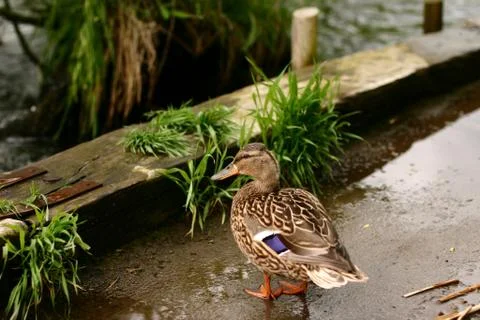 Duck Foto stock
