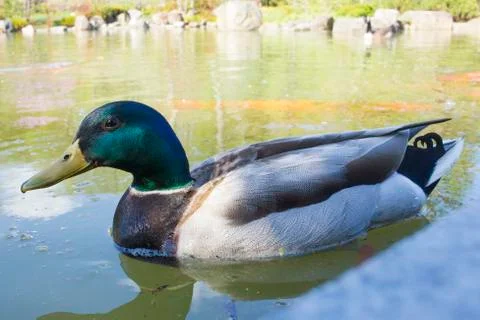 Duck Foto stock