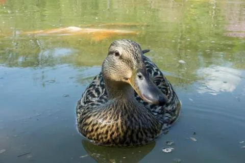 Duck Foto stock