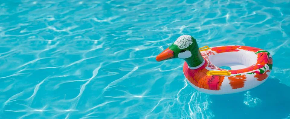 Duck Stock Photos