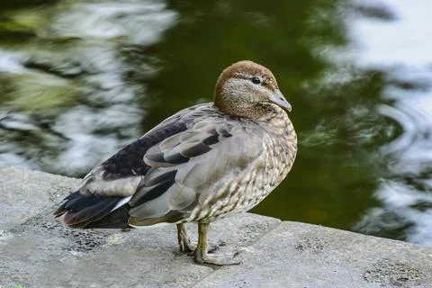 Duck Stock Photos
