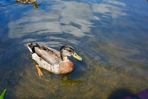 Duck Stock Photos