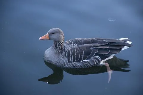 Duck Stock Photos