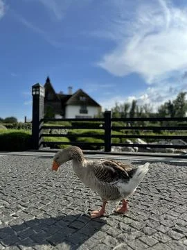 A duck Foto stock