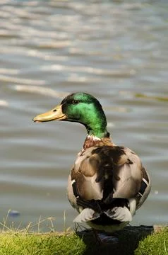 Duck Stock Photos