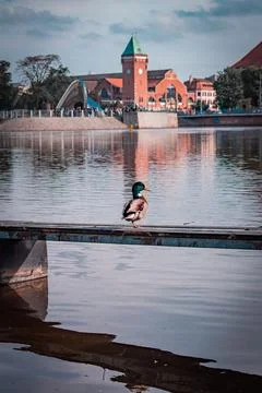 A duck 스톡 사진