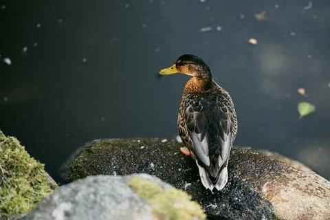 Duck Stock Photos