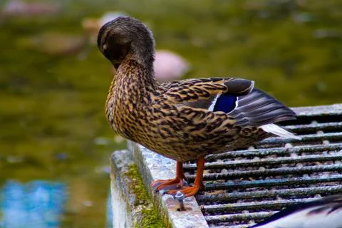 The duck picks through the feathers with its beak Stock Photos