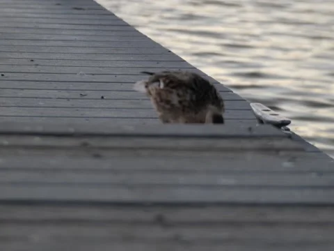 Duck on a pier 스톡 동영상 222970608