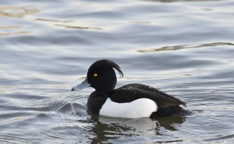 The duck with pigtail Stock Photos