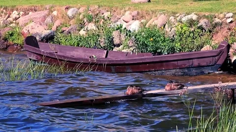 Duck on plank with boat background Stock Footage 66426552
