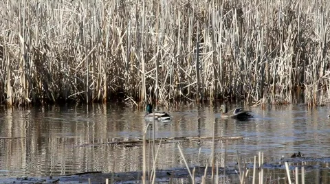 Duck play Stock Footage 656378