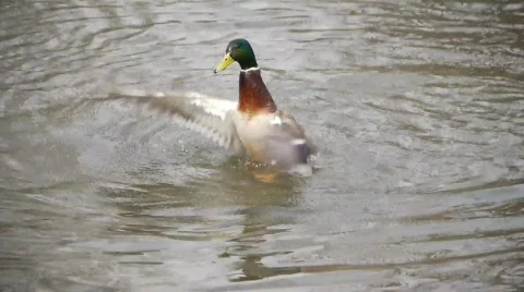 Duck playing in water Stock Footage 618645