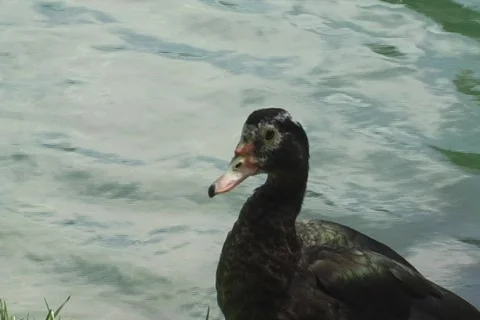 Duck in Pond 1 Stock Footage 707952