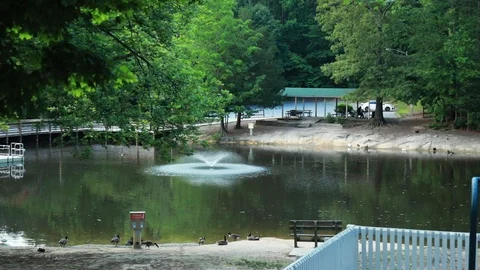 Duck Pond 1 Stock Footage 90461869