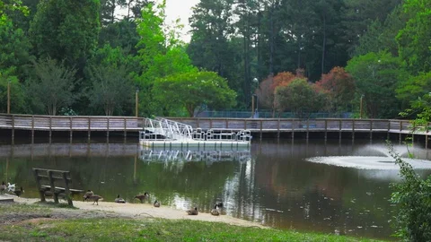 Duck Pond 2 Stock Footage 90461839